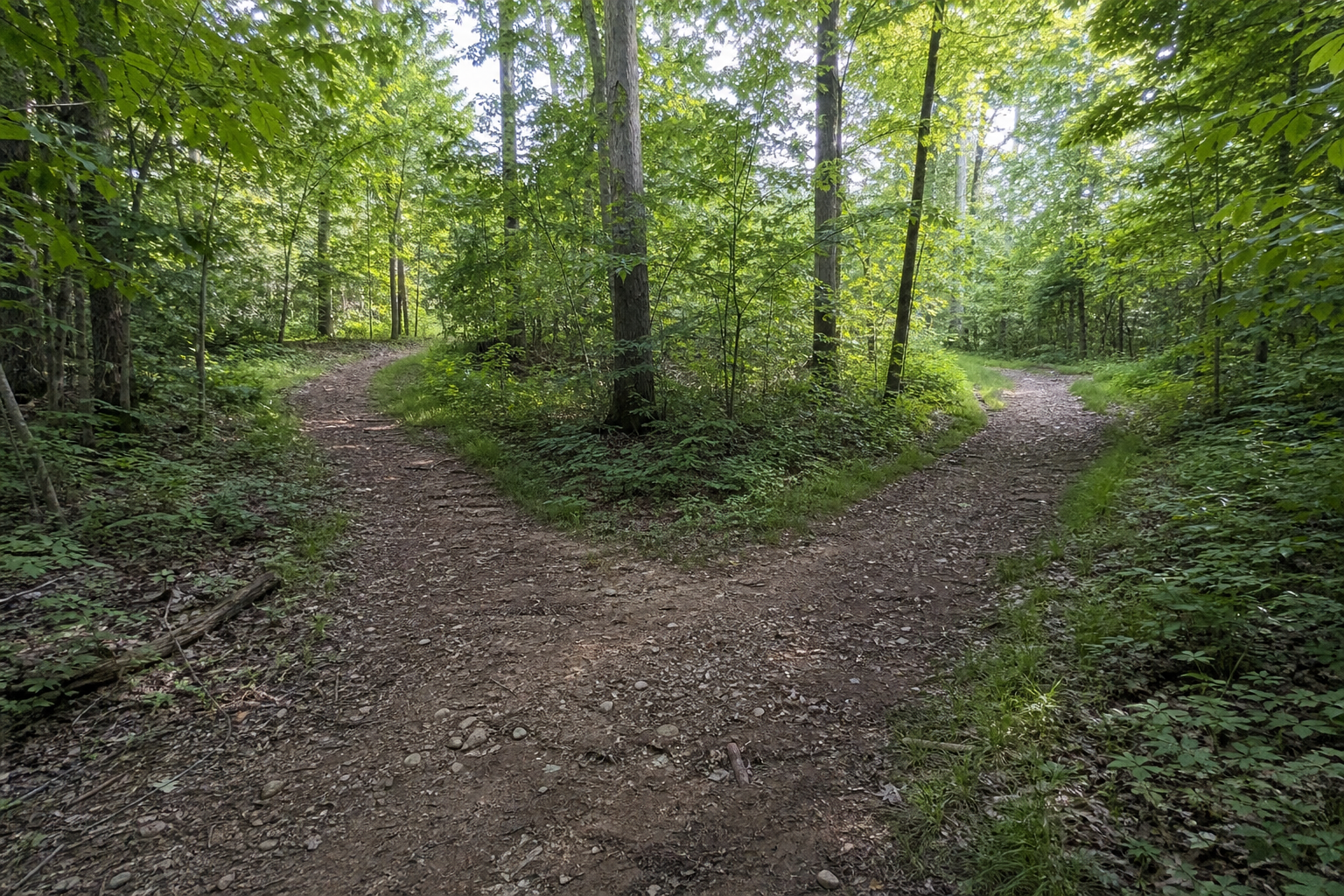 A woodland path dividing at a green forest crossroads